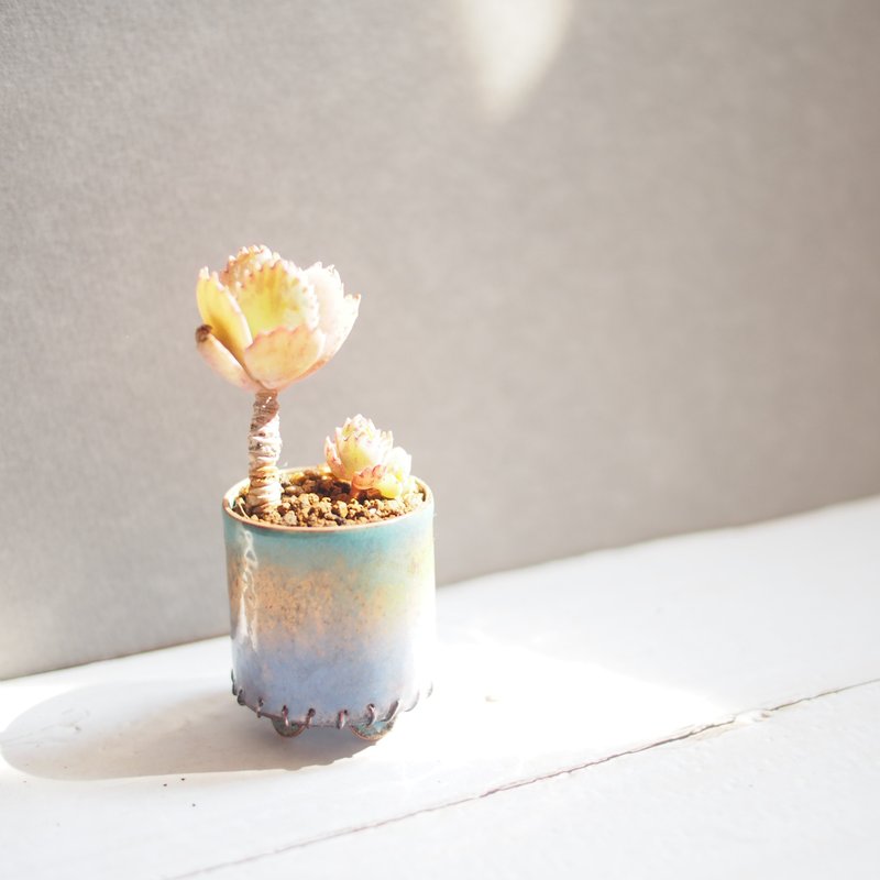 Mini Plant in Periwinkle珐琅植栽系列-晨曦 │蕾丝公主 - 植栽/盆栽 - 珐琅 多色