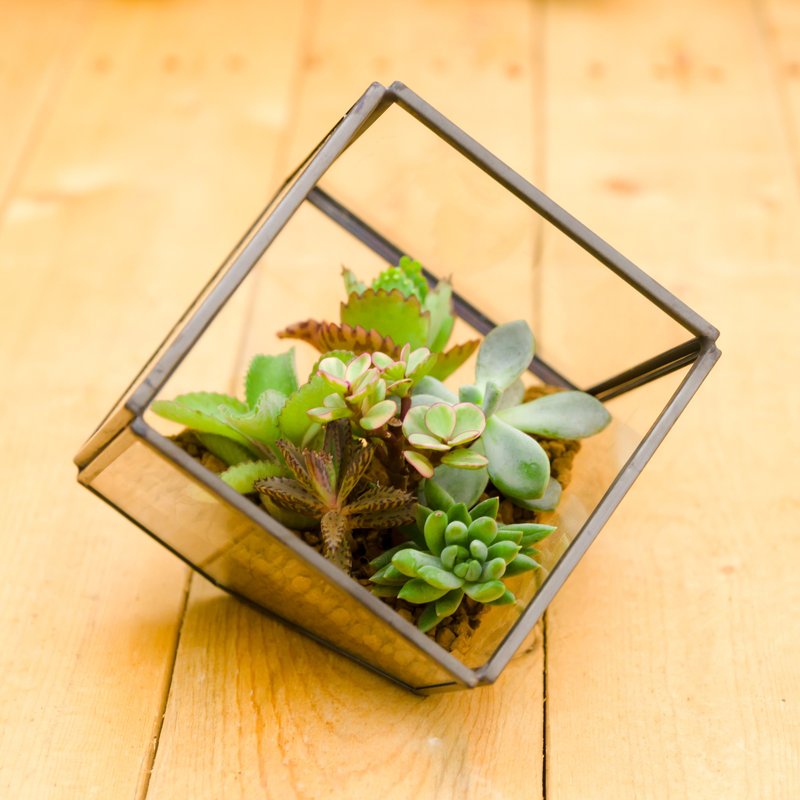 小建筑多肉植物  礼物开幕贺礼 - 植栽/盆栽 - 玻璃