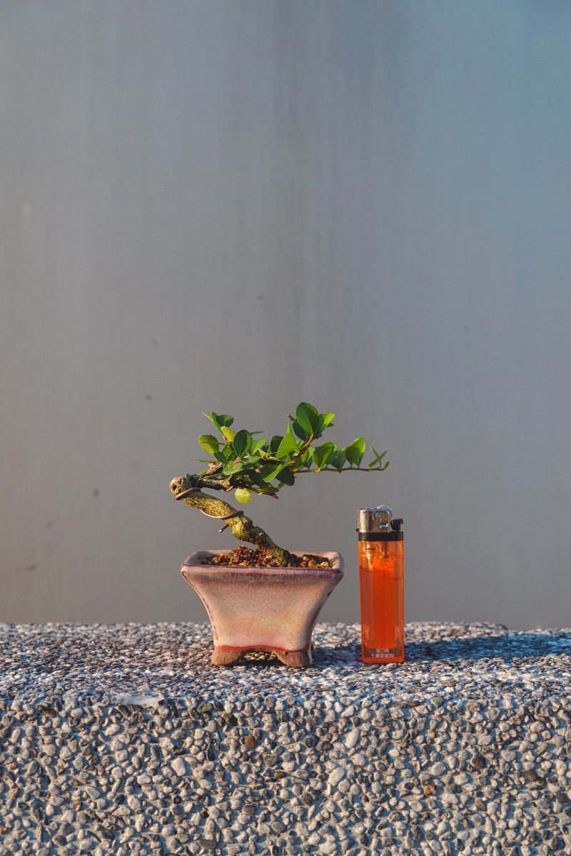 牛港刺迷你盆栽 豆盆栽 - 植栽/盆栽 - 植物.花 绿色