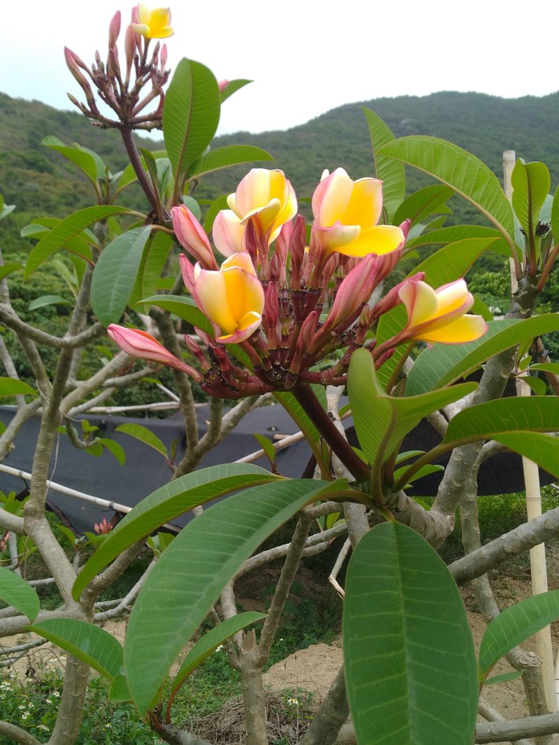 鸡蛋花清热菊茶 | 二澳 X 米子莲 | 本地人系列 - 茶 - 新鲜食材 黄色