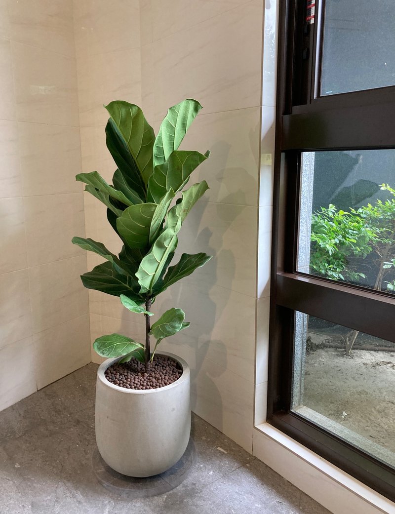 【中高光植栽】 闲琴逸致 • 琴叶榕  | 单干 | 清水模瓮盆 - 植栽/盆栽 - 植物.花