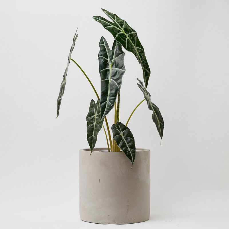 黑叶观音莲 | 室内盆栽 观叶植物 开幕送礼 新手入门款 - 植栽/盆栽 - 植物.花 绿色