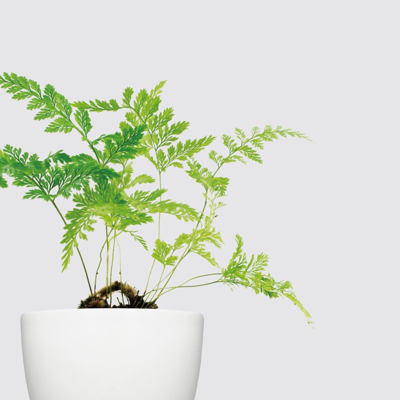 │ 犀力系列 │ 兔脚蕨 - 蕨类 空气净化 水耕盆栽 自动补水 - 植栽/盆栽 - 植物.花 白色