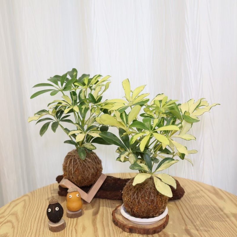 |斑叶鹅掌藤苔球| 赠送塑胶底座 / 植男人绅 手作苔球 - 植栽/盆栽 - 植物.花 绿色