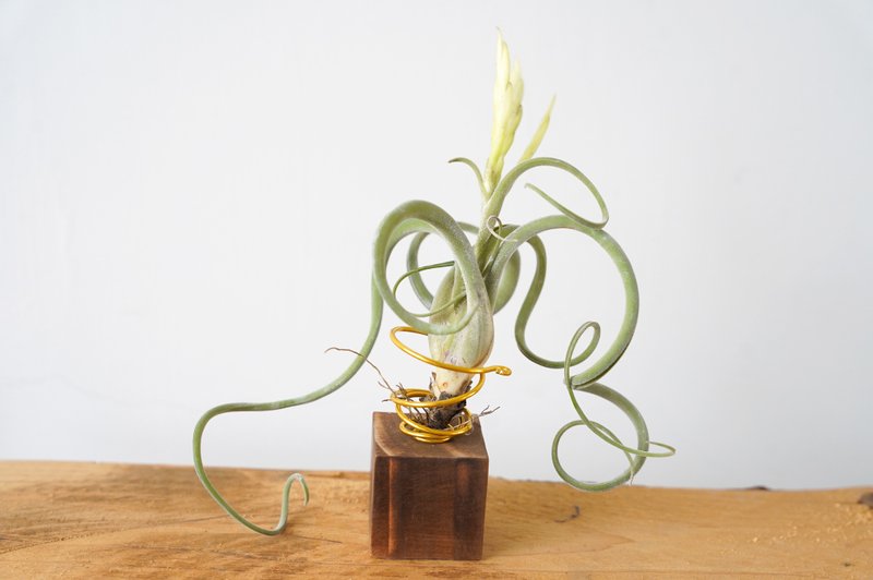 【竒花】空气凤梨松木碳化底座 生日礼物 办公小物 现货 - 植栽/盆栽 - 植物.花