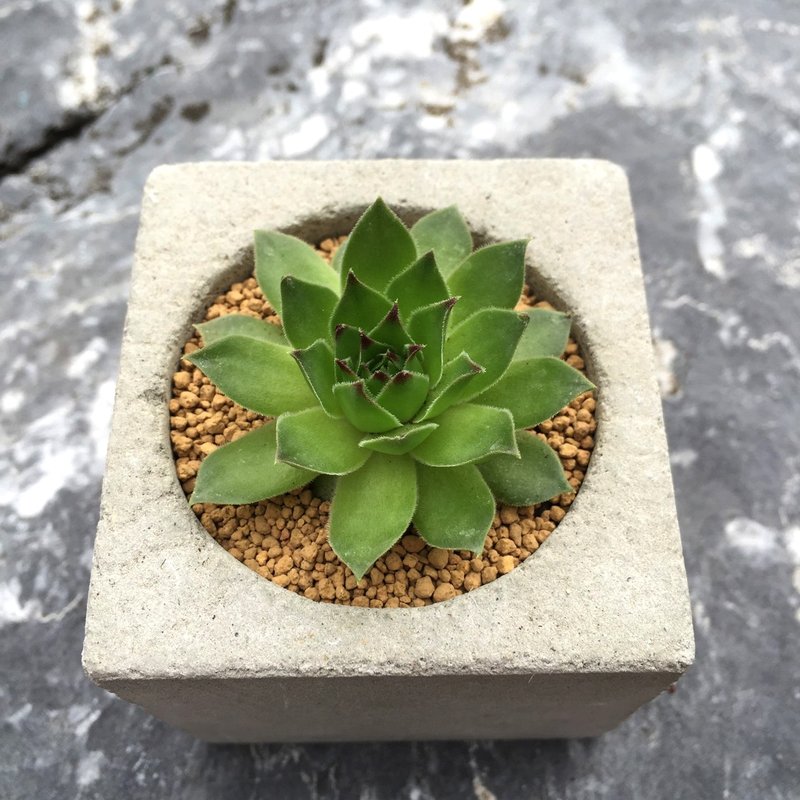 [动植物]手工水泥盆。捌号[不含植] - 植栽/盆栽 - 水泥 灰色