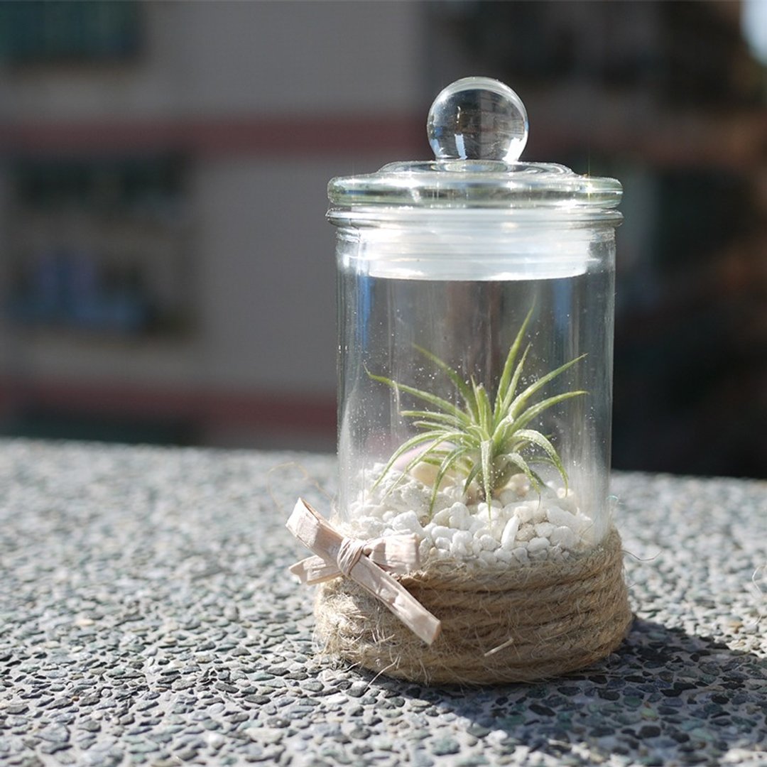 空气凤梨植栽、生日礼品、(密封瓶、小精灵)疗愈小物、时尚简约、软木堆叠、手作工艺、居家/办公室饰品、定制服务、DIY - 植栽/盆栽 - 木头 绿色