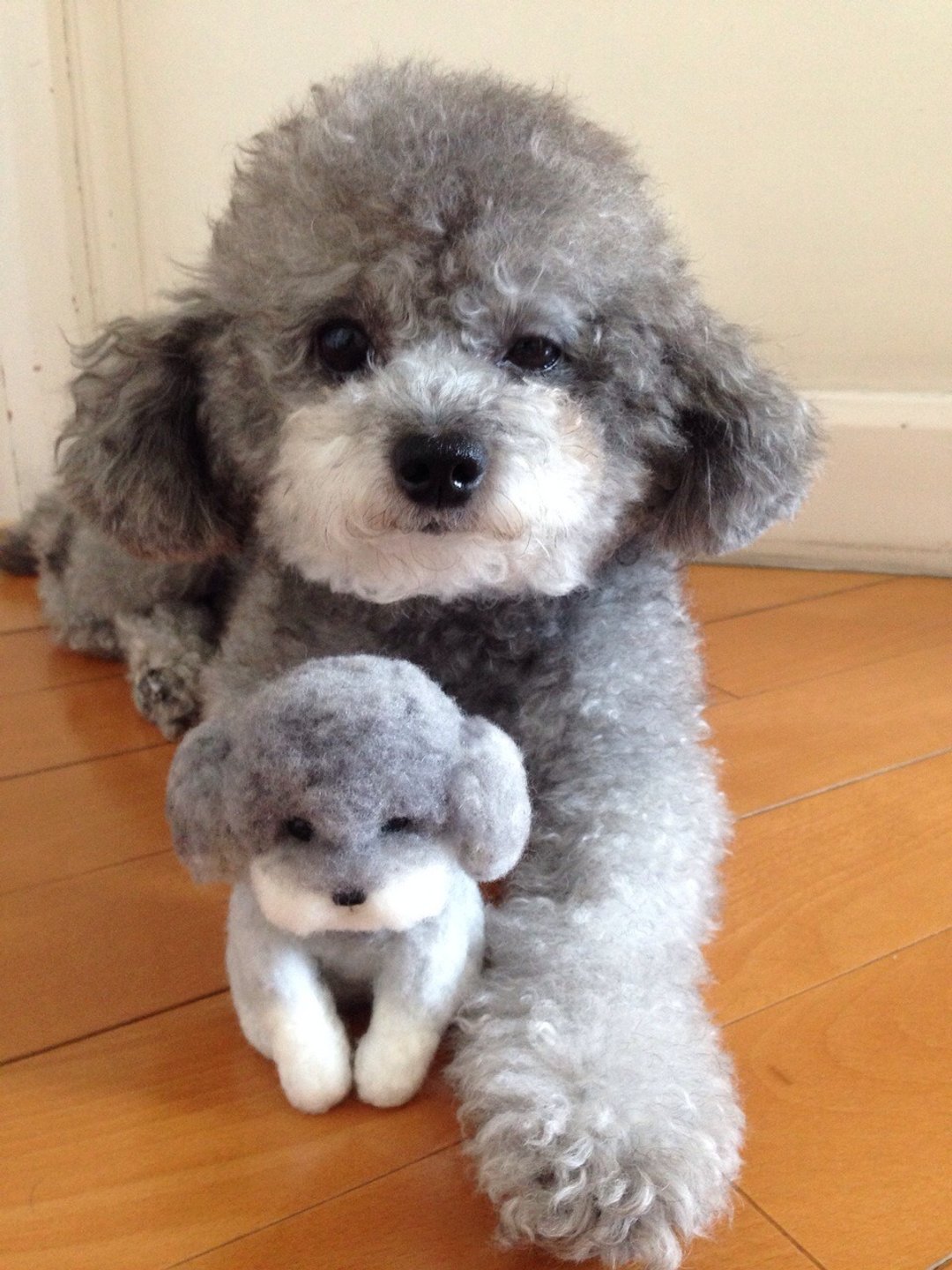 ☆羊毛毡 贵宾犬 贵妇狗 Poodle ☆ (定制化) (12cm) - 玩偶/公仔 - 羊毛 多色