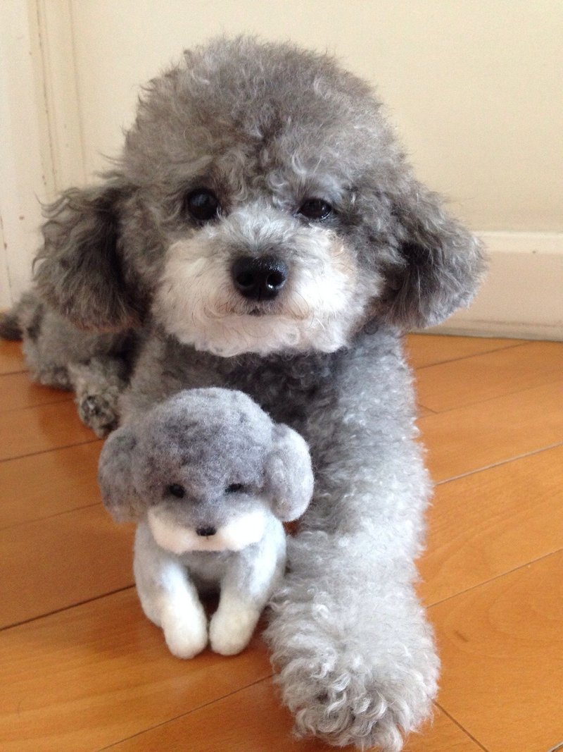 ☆羊毛毡 贵宾犬 贵妇狗 Poodle ☆ (定制化) (12cm) - 玩偶/公仔 - 羊毛 多色