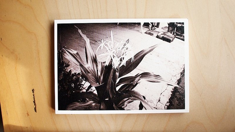 OldNew Lady-摄影明信片【野百合花】 K1 - 卡片/明信片 - 纸 黑色