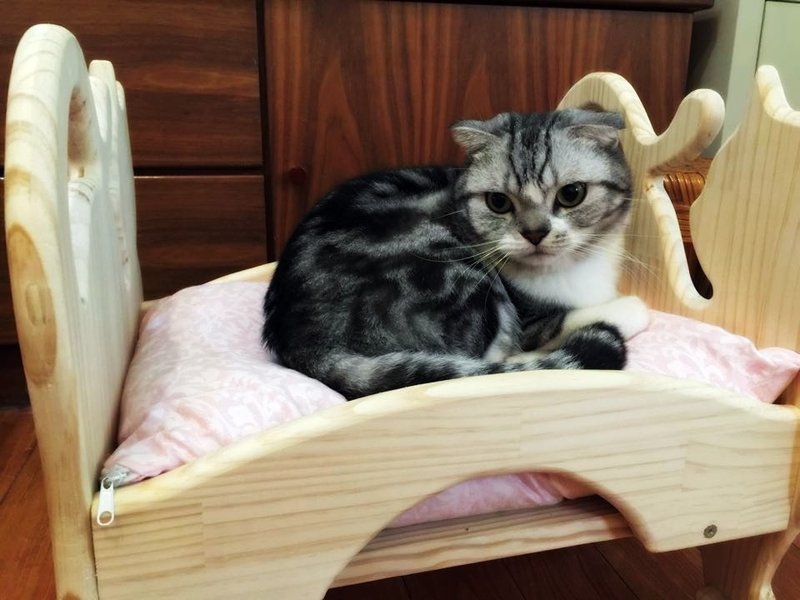 猫床_宠物床_床_大卫画猫_手做松木_猫咪_猫做作系列_免运限台湾本岛,外岛及海外请另外询问! - 床垫/笼子 - 木头 金色