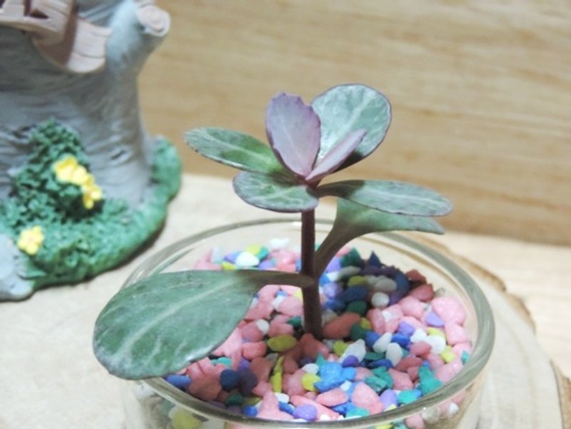 我的多肉小物。生活中的心情 - 植栽/盆栽 - 植物．花 