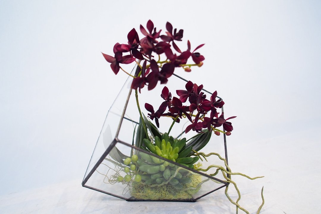 【人造温室花艺】酒红迷你蝴蝶兰温室花艺 - 植栽/盆栽 - 其他材质 