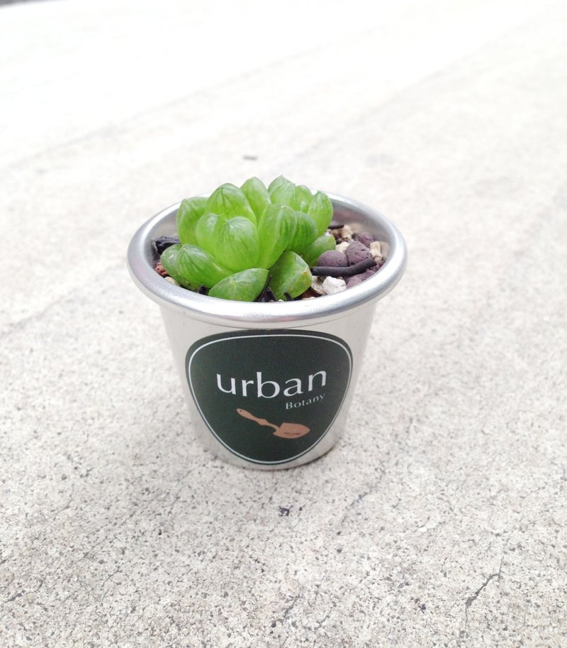 ◥透明少女：玉露- 百合科Haworthia obtusa多肉植物 - 植栽/盆栽 - 植物．花 灰色