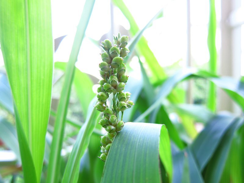 红高梁种子30颗10元 - 皮件 - 真皮 红色