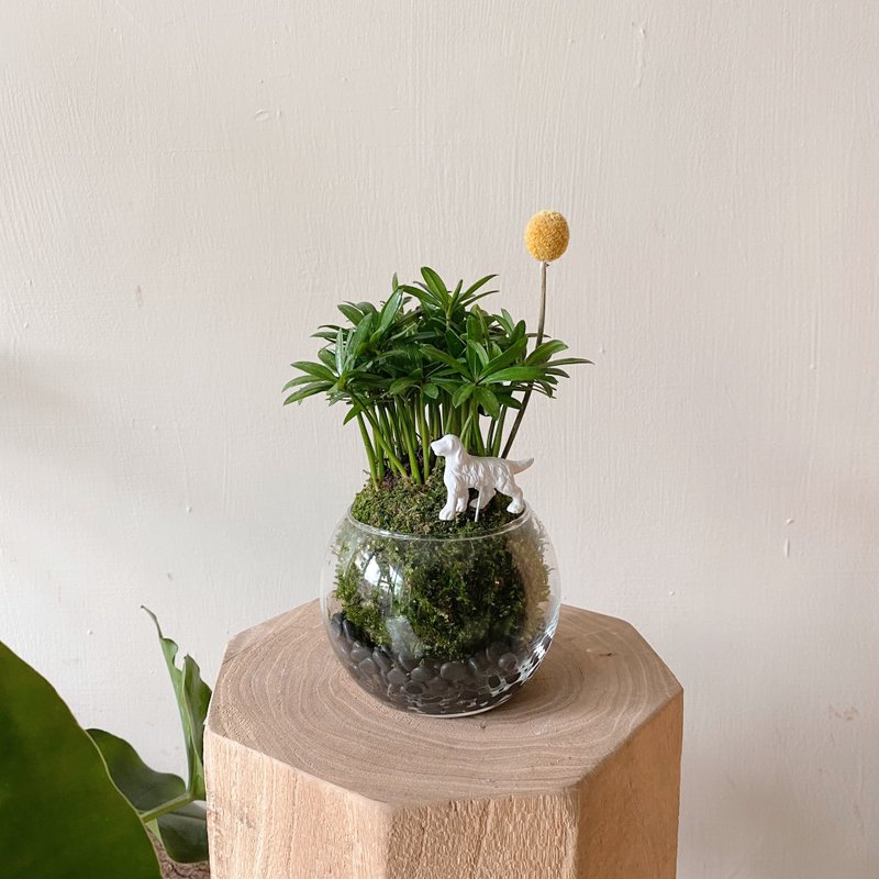 罗汉松苔球植栽 Earth 狗狗款 - 植栽/盆栽 - 植物．花 绿色