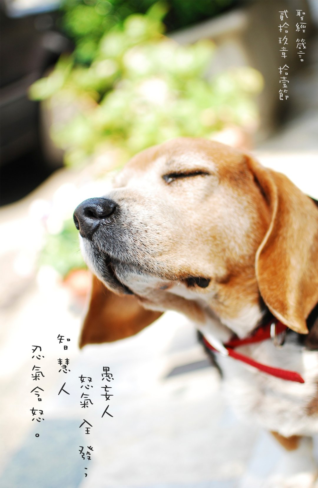 箴言29章11节。无框画 - 摆饰 - 木头 绿色