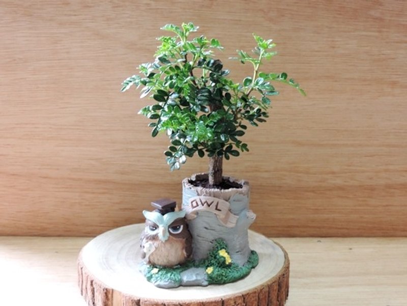 疗育系 · 猫头鹰树屋 · 岩山椒【限定贩售】 - 植栽/盆栽 - 植物．花 