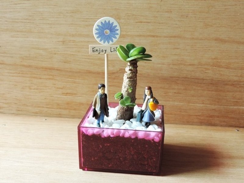 相遇的美好 · 云叶古木 - 植栽/盆栽 - 植物．花 