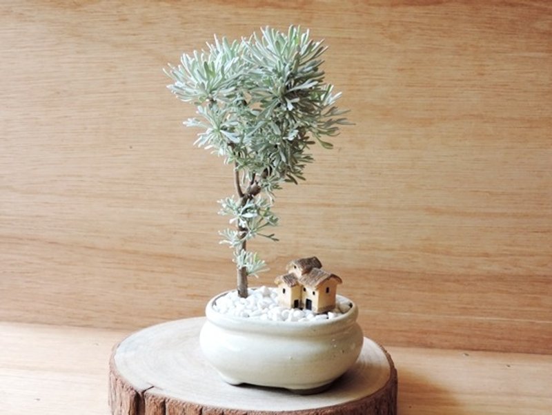 日丰之日本芙蓉 - 植栽/盆栽 - 植物．花 