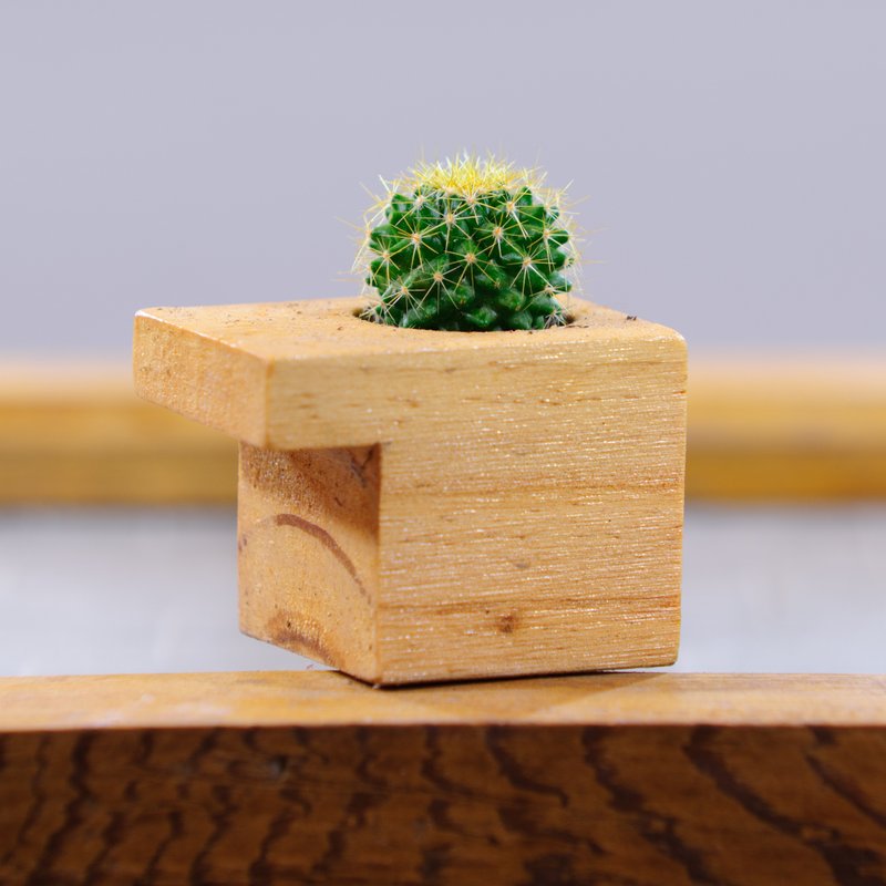 积木多肉盆栽 - 植栽/盆栽 - 其他材质 绿色