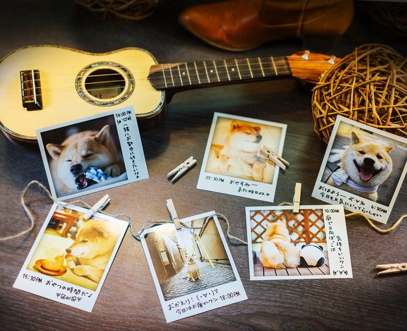 柴犬MARU 美好的一天 - A Day with MARU 明信片组 (6张入+木夹装饰组) - 卡片/明信片 - 纸 