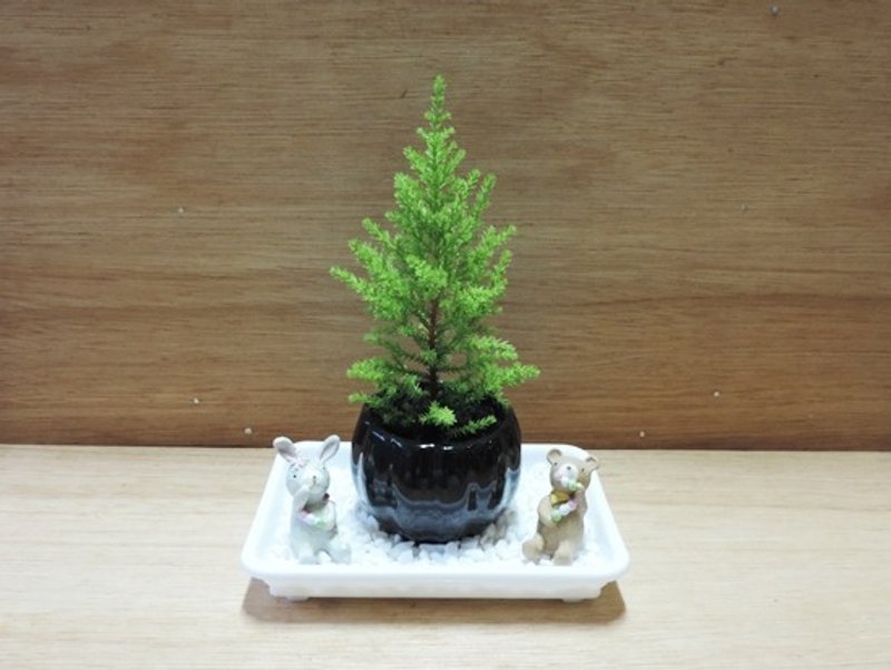 日系小品赏 · 金冠柏 - 植栽/盆栽 - 植物．花 