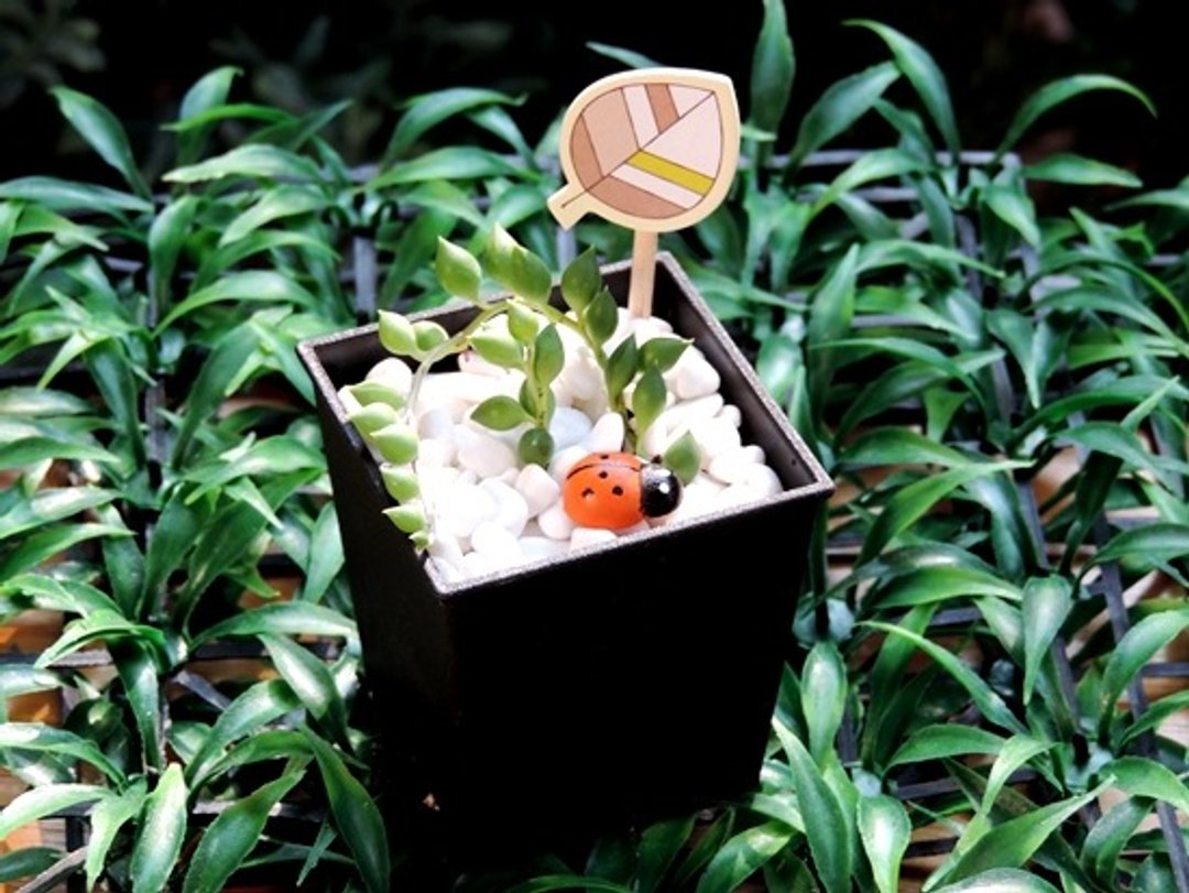 疗育系 · 多肉植物 · 绿之铃 - 植栽/盆栽 - 植物．花 
