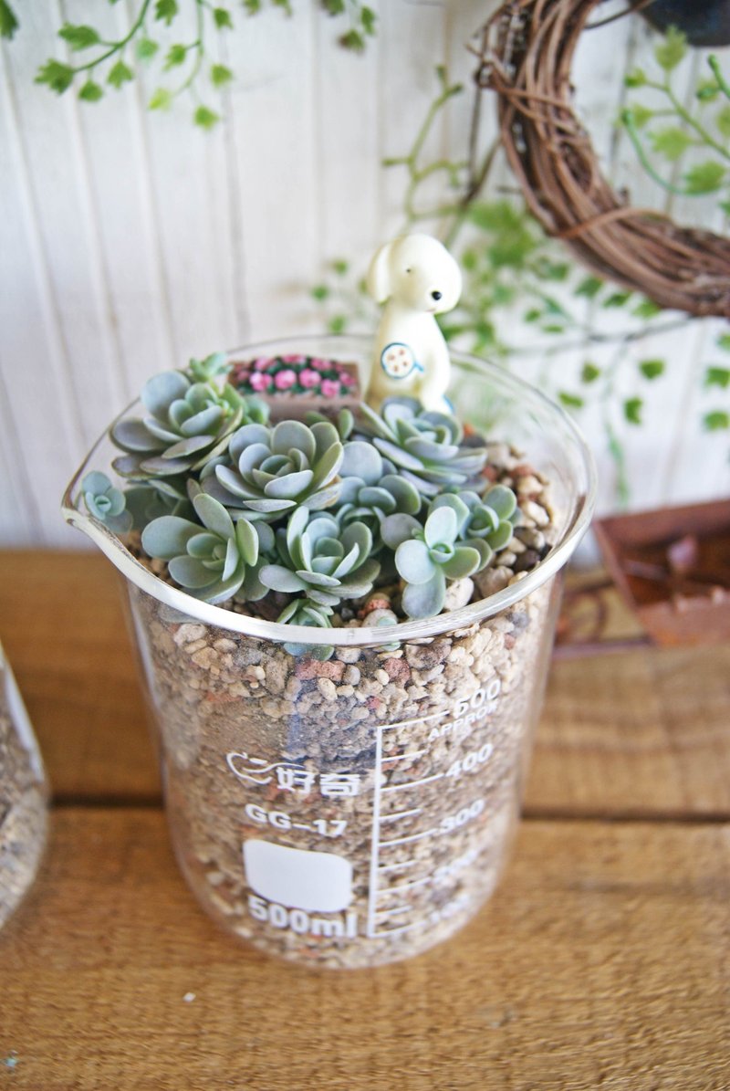 疗愈性小狗X多肉植栽 - 植栽/盆栽 - 植物．花 