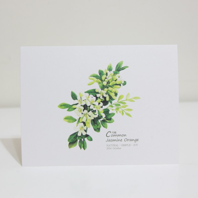 湘-NSJ 手绘 月橘  明信片 - 卡片/明信片 - 纸 多色