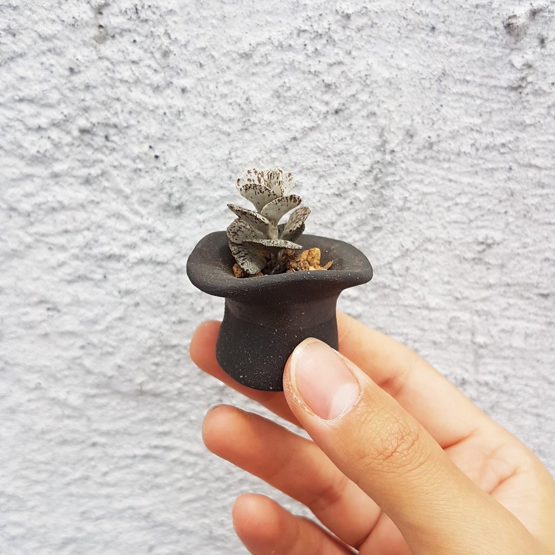 魔术师帽系列 - 魔术师帽 3【拇指盆】+ 多肉巧克力脆片 - 植栽/盆栽 - 陶 