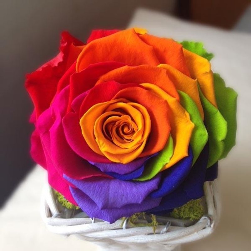 彩虹玫瑰不凋花 盆花花礼  限量花心颜色随机 不能指定 订制商品 - 干燥花/捧花 - 植物．花 多色