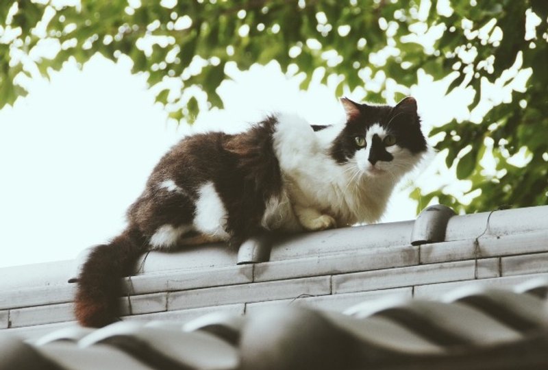 {地花ilakoa} 京都猫咪明信片 - 卡片/明信片 - 纸 多色