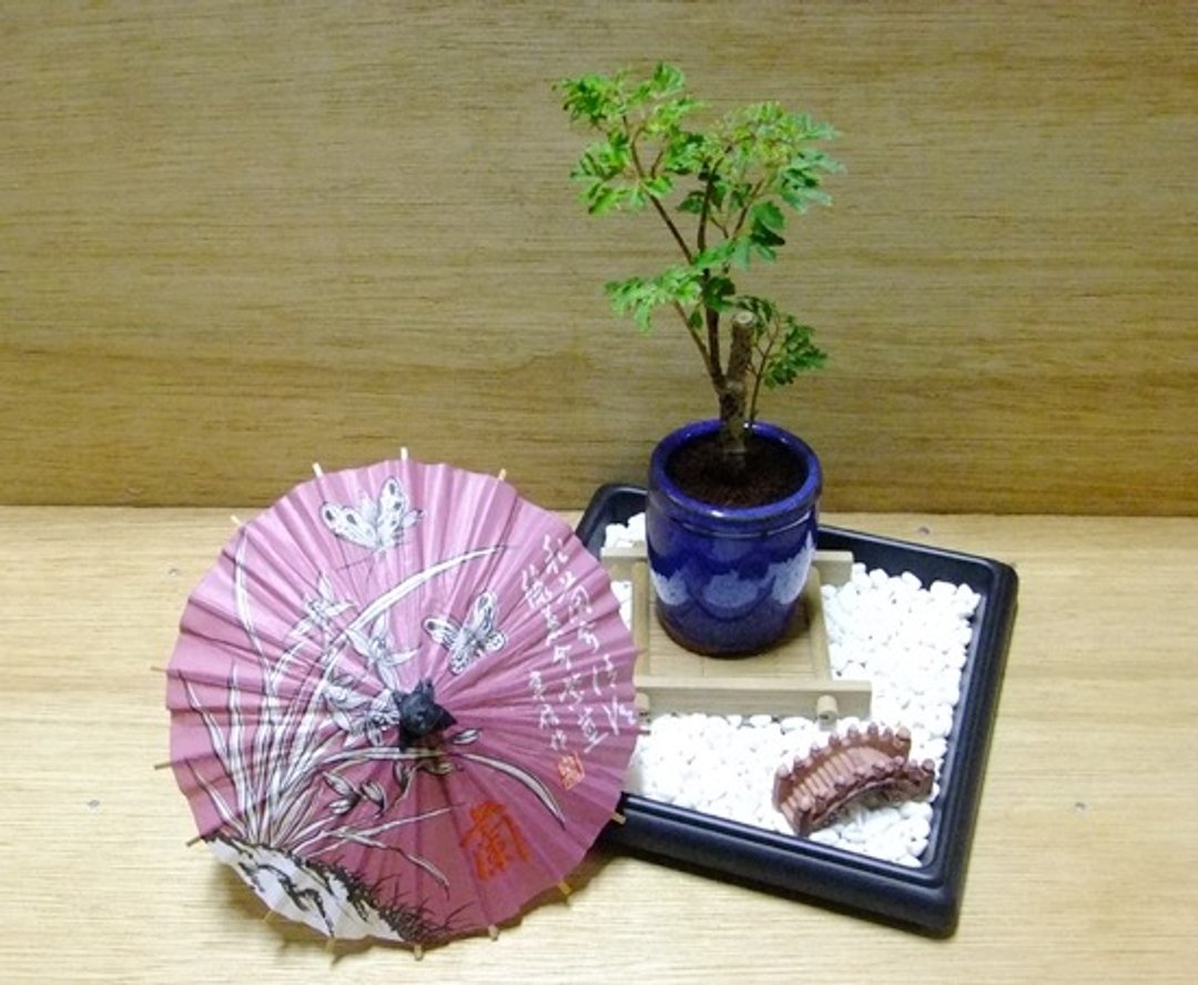 日式盆景 · 富贵小品 · 迎新春《新年祝贺》 - 植栽/盆栽 - 植物．花 