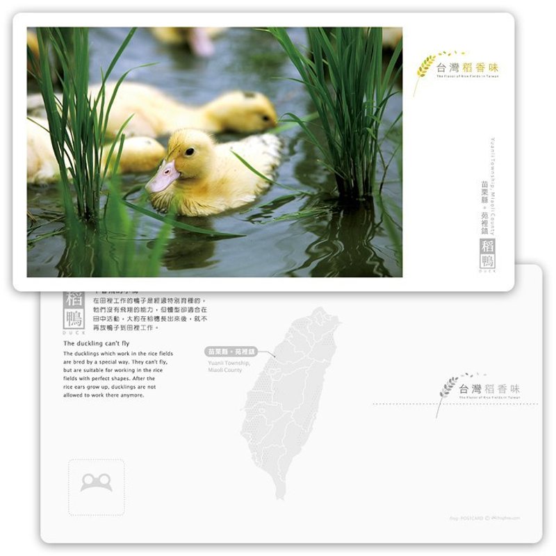 台湾稻香味明信片[稻鸭系列] - 不会飞的小鸭 - 卡片/明信片 - 纸 
