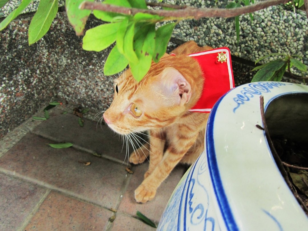 猫咪 水手领 项圈 - 经典红 - 项圈/牵绳 - 其他材质 红色