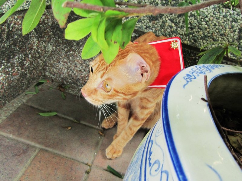 猫咪 水手领 项圈 - 经典红 - 项圈/牵绳 - 其他材质 红色