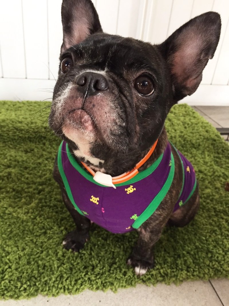 紫色骷噜大挖背背心(M - 衣/帽 - 其他材质 紫色