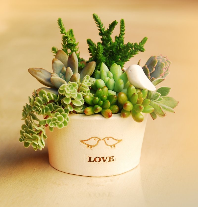 矮圆盆-不含多肉植物“空盆器”（ZA-11） - 植栽/盆栽 - 其他材质 白色