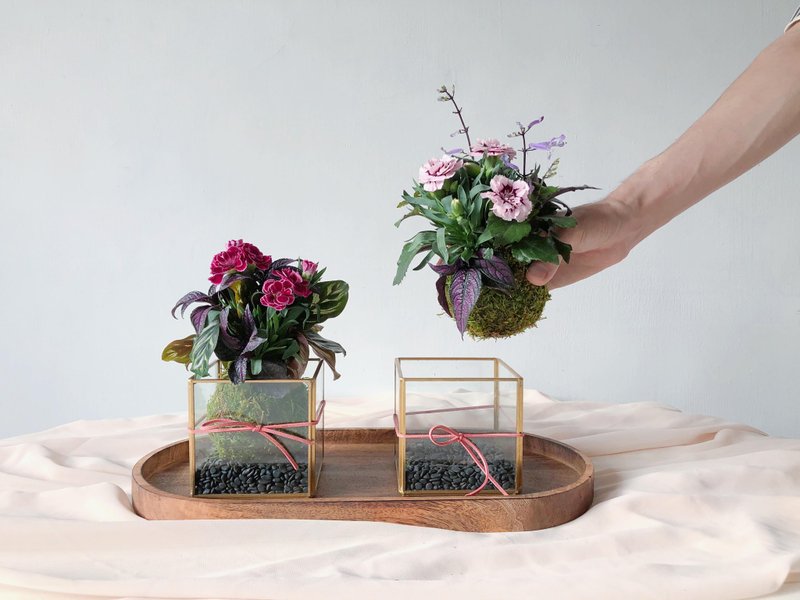 母亲节限定 金属玻璃盒康乃馨苔球植栽 - 植栽/盆栽 - 植物．花 绿色