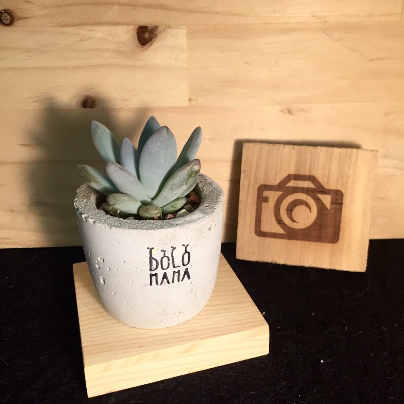 《天圆》霜之朝-多肉植物 水泥盆栽(含底座) 交换礼物 - 植栽/盆栽 - 水泥 