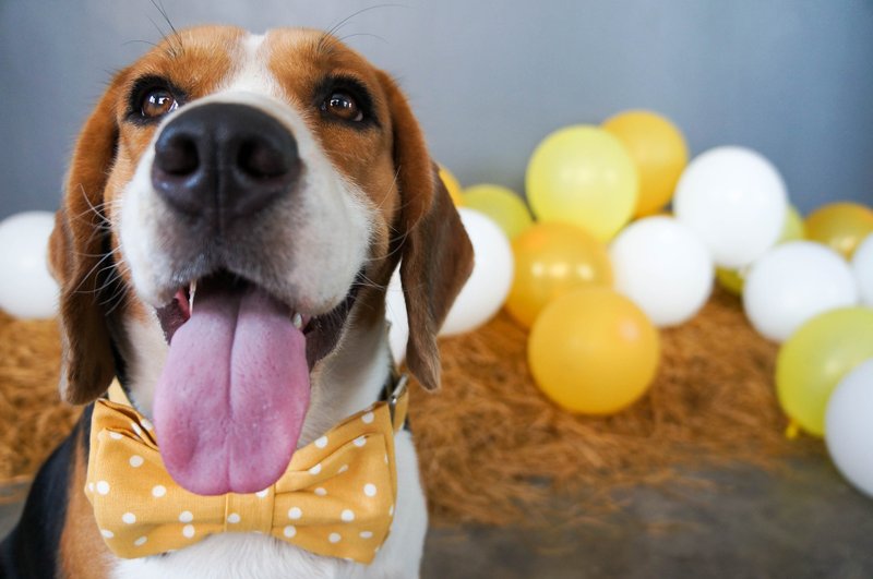 Polkadog Polkadot 人的好朋友系列 - 蝴蝶结黄点 狗狗项圈 - 项圈/牵绳 - 其他材质 黄色