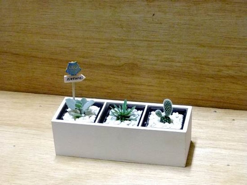 简单的永恒 · 多肉生活美学 - 植栽/盆栽 - 植物．花 