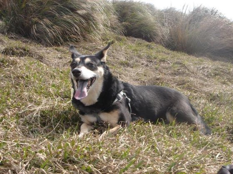 Pet Portraits ∞宠物肖像／特殊尺寸定制 - 其他 - 其他材质 