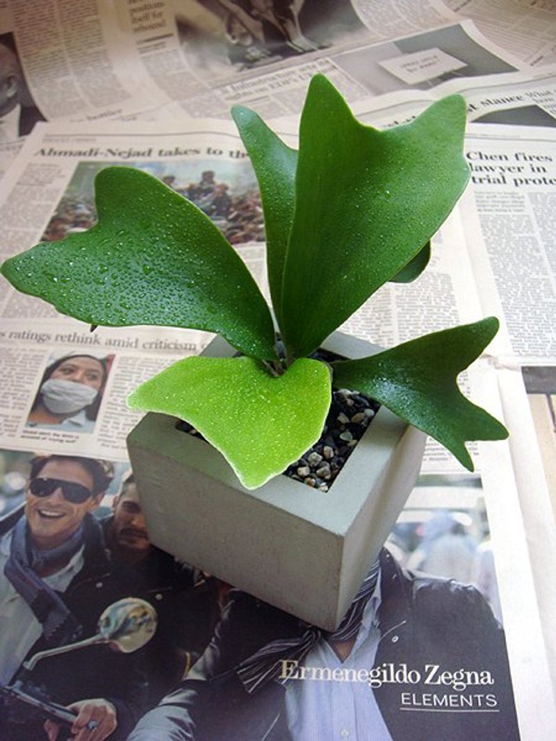 正方水泥花器 - 植栽/盆栽 - 水泥 灰色