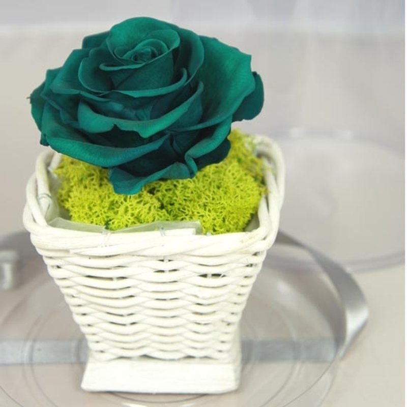 《手作》 玫瑰不凋花  盆花花礼  ‘订制商品’可指定颜色订制 - 其他 - 植物．花 多色