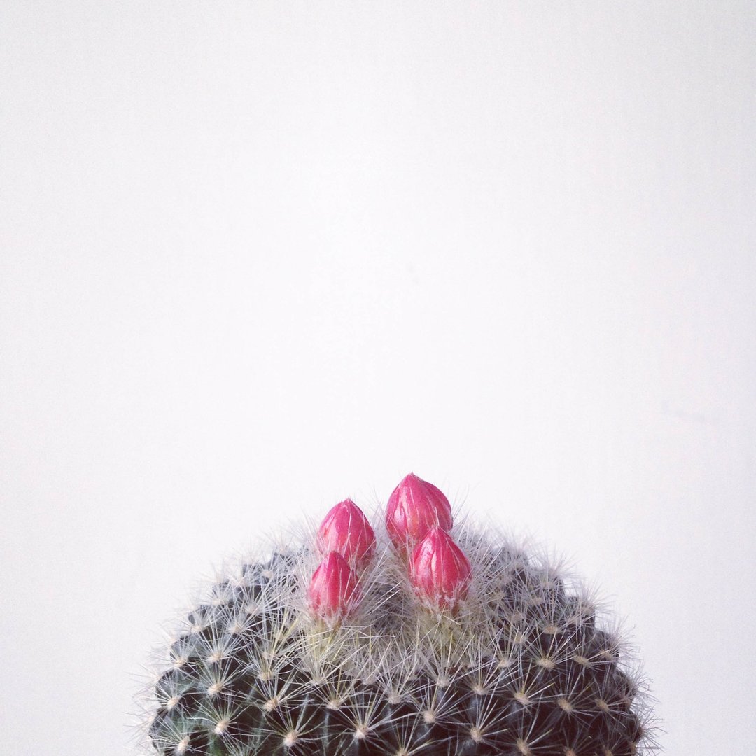 ◥中型沙漠雪晃Notocactus haselbergii 白毛仙人掌科（开红花季节款）附上金边透明盆 - 植栽/盆栽 - 植物．花 绿色
