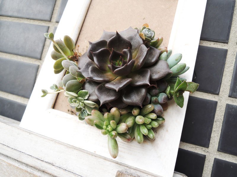 Wonderful Life 木框 相框 刷白 刷旧 组合多肉 多肉植物 - 画框/相框 - 植物．花 绿色