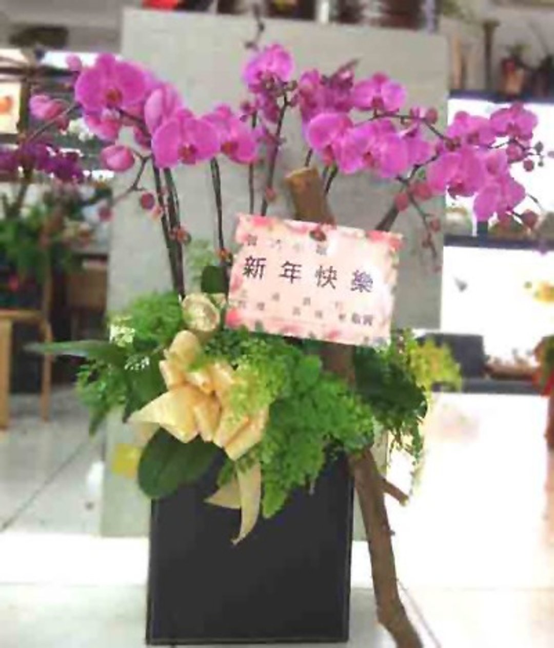 蝴蝶兰(粉) - 植栽/盆栽 - 植物．花 紫色