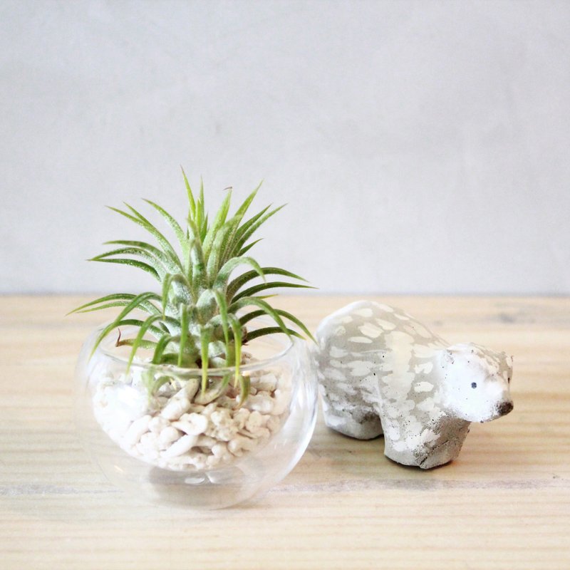 空气凤梨玻璃小植栽/摆饰/植物 - 植栽/盆栽 - 植物．花 绿色